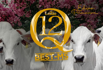 LEILÃO Q12 - EDIÇÃO PRIMAVERA